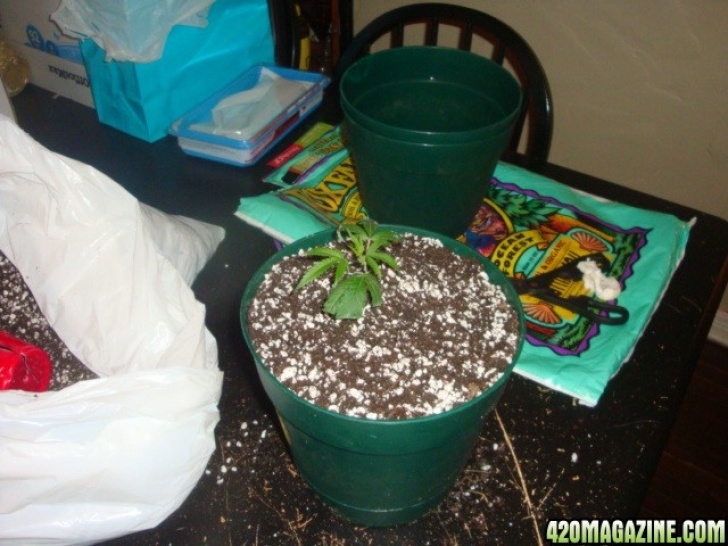 Transfer Aerogarden To Soil Stinks Strawberry Cough - Fox Farm Soil | 420 Magazine Image 769