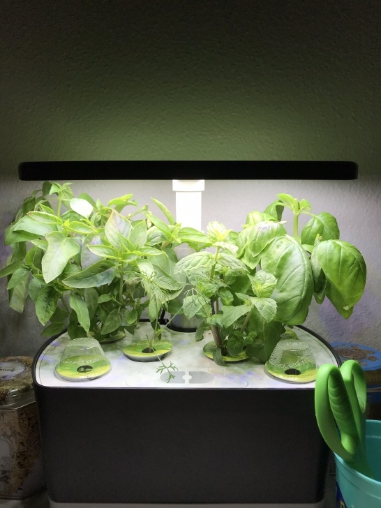 Transplant Aerogarden To Soil Day 48, Considering Potting These And Trying Something New Image 630