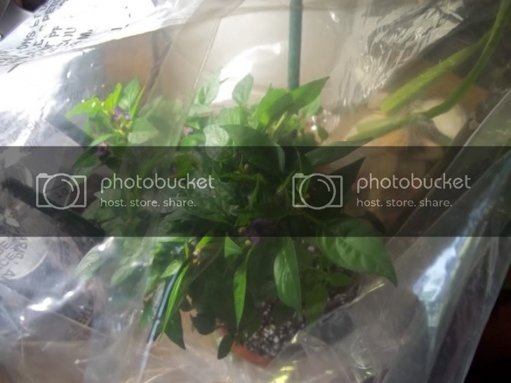 Transplant Aerogarden To Soil My Aero~Garden - Page 27 - Bananas Image 179