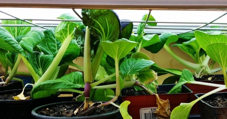 Transplant Aerogarden To Soil The Mountain And The Wolf: Seedling Update Photo 266