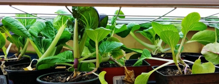Transplant Aerogarden To Soil The Mountain And The Wolf: Seedling Update Photo 627