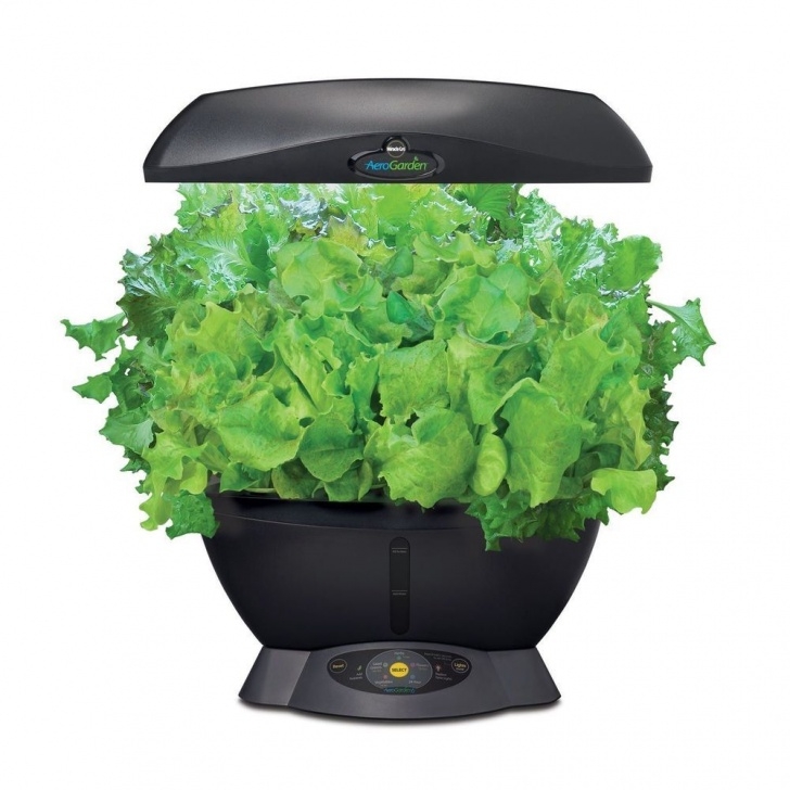 Transplanting Aerogarden Plants To Containers Indoor Garden Hydroponic Growing System Gourmet Herb Seed Picture 457
