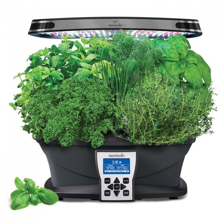Transplanting Aerogarden Plants To Soil Aerogarden Ultra (Led) With Gourmet Herb Seed Pod Kit Image 607