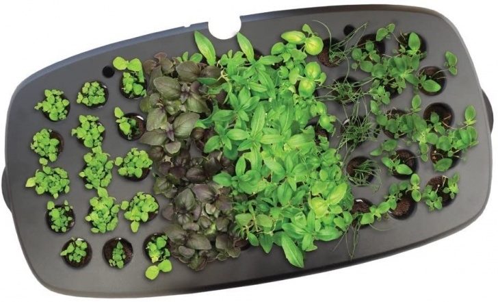 Transplanting Aerogarden Plants To Soil Clearance Depot - New Aerogarden Seed Starting System For Image 258