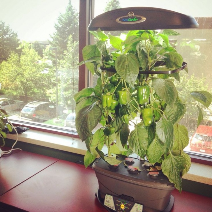 Transplanting Aerogarden Tomatoes 131 Best Aerogardens And Accessories Images On Pinterest Image 331