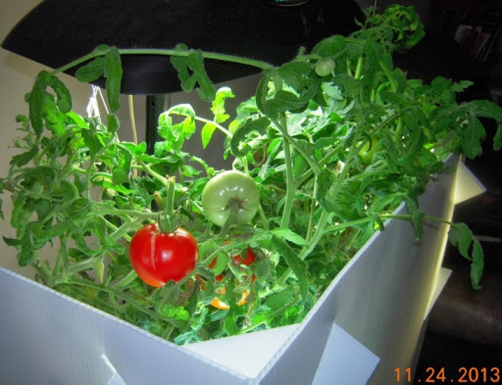 Transplanting Aerogarden Tomatoes Aerogarden Lightscreen Tomato Clone | Aerogardenmastery Photo 815