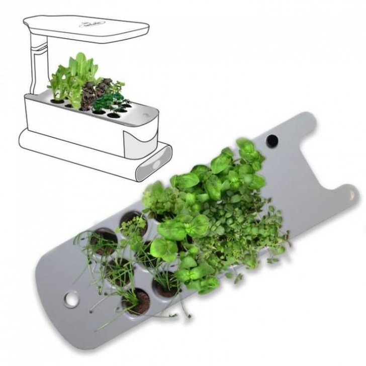 Transplanting Aerogarden Tomatoes Aerogarden Seed Starting System For Aerogarden Sprout Image 632