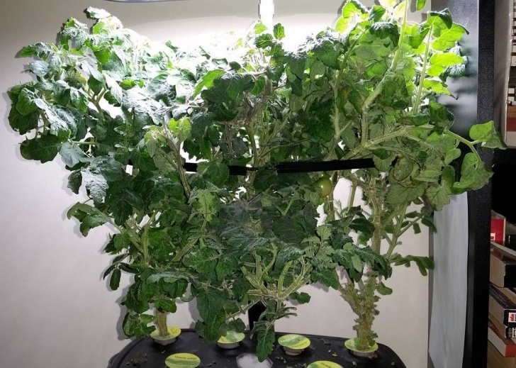 Transplanting Aerogarden Tomatoes In Desperate Need Of A Pruning. #Gardening #Aeroponics # Image 840