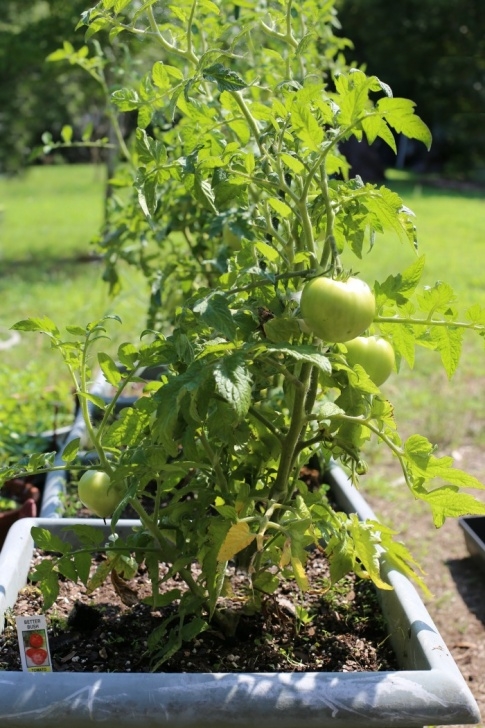 Transplanting Tomato Plants Growing Determinate Tomato Plants - Perfect For Containers Image 083