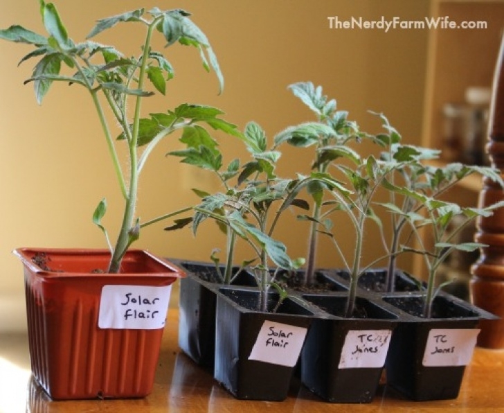 Transplanting Tomato Plants Growing Heirloom Tomatoes Image 033