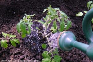 Transplanting Tomato Plants Growing Tomatoes In Cold Climate - Northern Homestead Photo 083 Transplanting Tomato Plants Growing Tomatoes In Cold Climate - Northern Homestead Photo 083