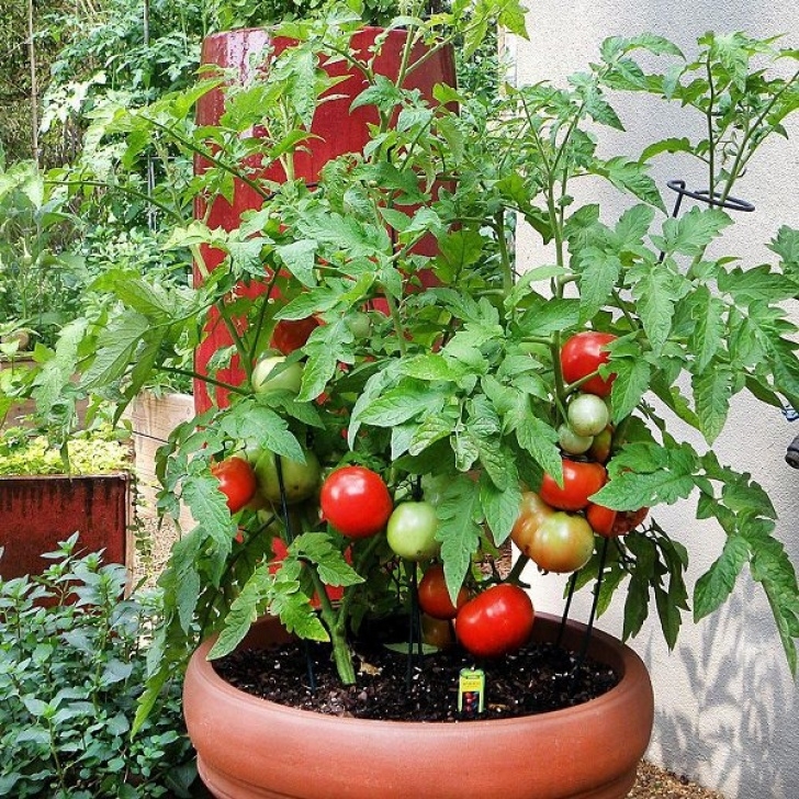 Transplanting Tomato Plants Growing Tomatoes In Pots? Note 13 Tomato Growing Tips For Photo 521