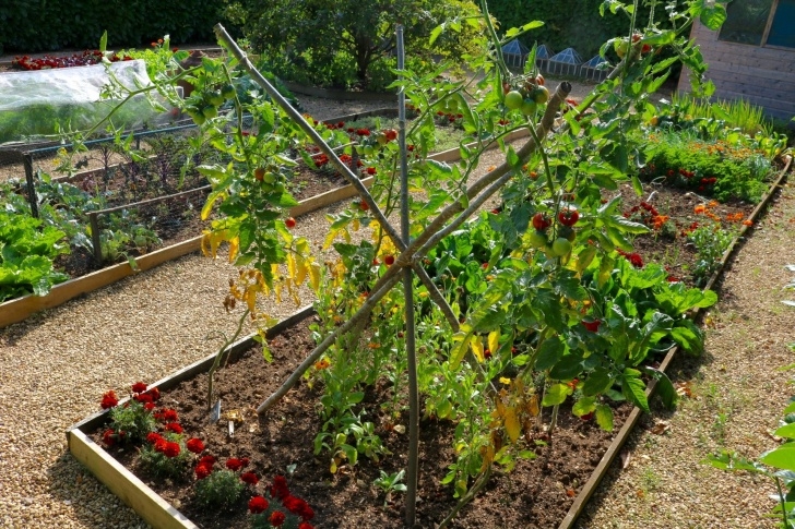 Transplanting Tomato Plants Growing Tomatoes Outdoors - Varieties To Try | The Tea Image 465