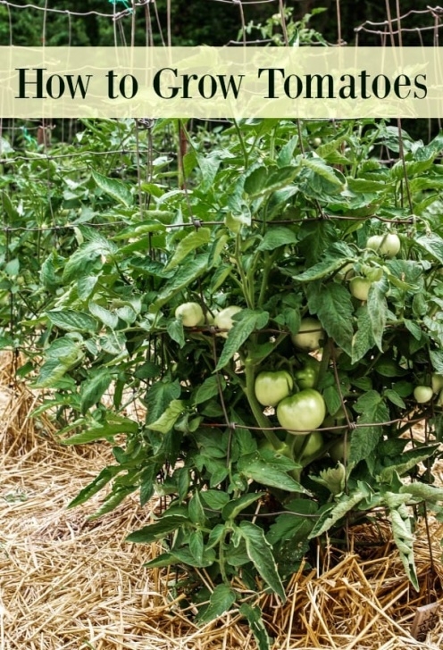 Transplanting Tomato Plants How To Grow Tomatoes In Your Garden - From Seed To Harvest Picture 690