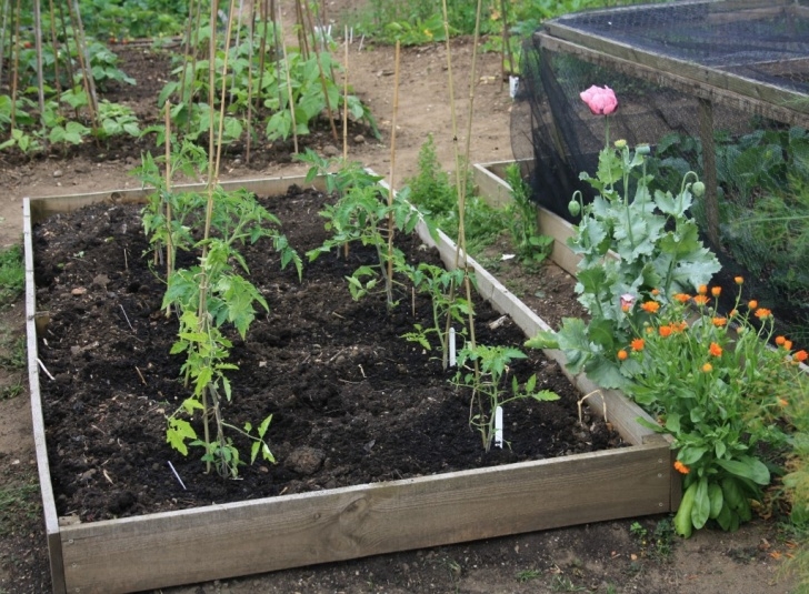 Transplanting Tomato Plants The Life Of A Tomato Plant. Image 259