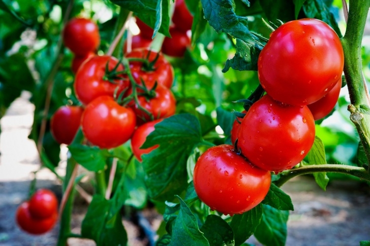 Transplanting Tomato Plants What Are The Light Requirements For Tomato Plants Photo 740