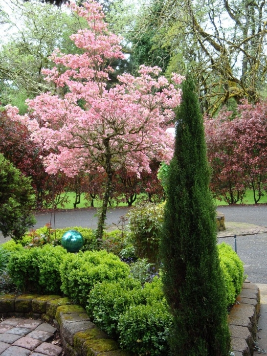 Trees For Small Backyard Cherry Blossom Tree. In The Backyard | Blossom Garden Photo 106