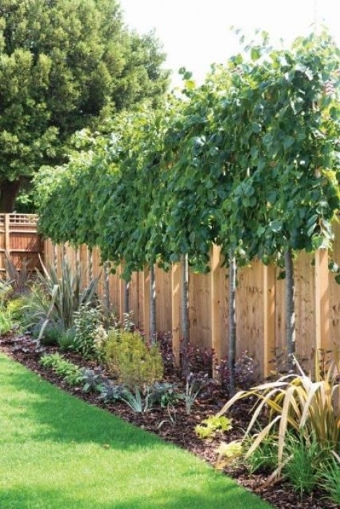 Trees For Small Backyard Lime Trees (Tilia) Perfect For Above Fence Screening Photo 118