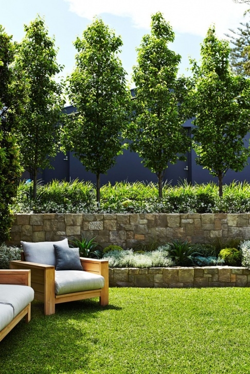 Trees For Small Backyard Looking For Small Profile, Tall, Fast-Growing Trees For Image 667
