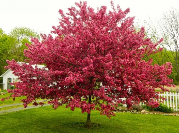 Trees For Small Backyard The 10 Most Beautiful Ornamental Trees For Your Yard Picture 013