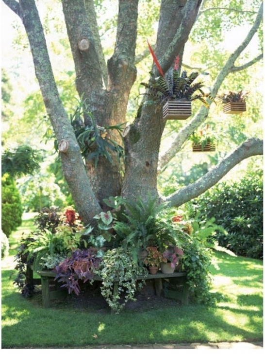 Trees For Small Backyard Tree Bench. Pots Hanging From Tree Limbs Http://Www Photo 382