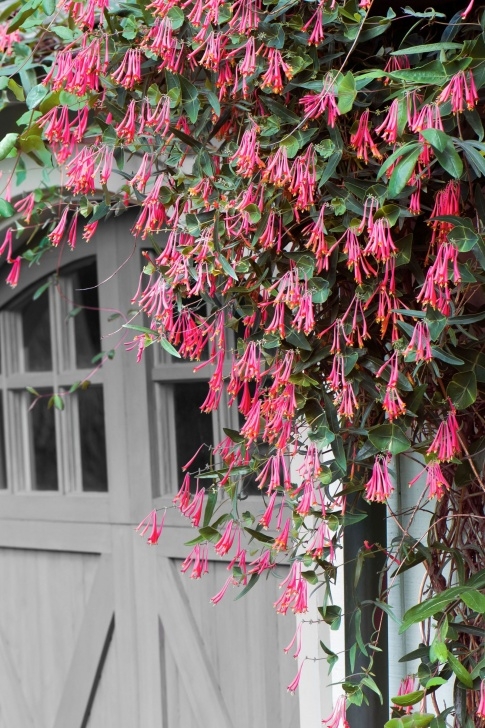 Trees For Small Gardens Fast Growing 12 Fast-Growing Flowering Vines For Your Garden | Climbing Picture 769