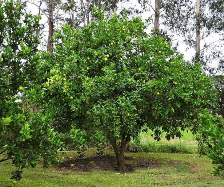 Trees For Small Gardens Fast Growing 5 Fast Growing Shade Trees Australia | Fast Growing Shade Image 237