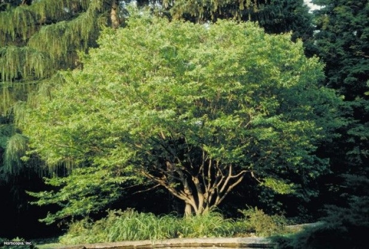 Trees For Small Gardens Fast Growing American Hornbeam (Carpinus Caroliniana) | Shade Trees Image 334