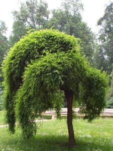 Trees For Small Gardens Fast Growing Best 25+ Shade Trees Ideas On Pinterest | Trees To Plant Picture 580