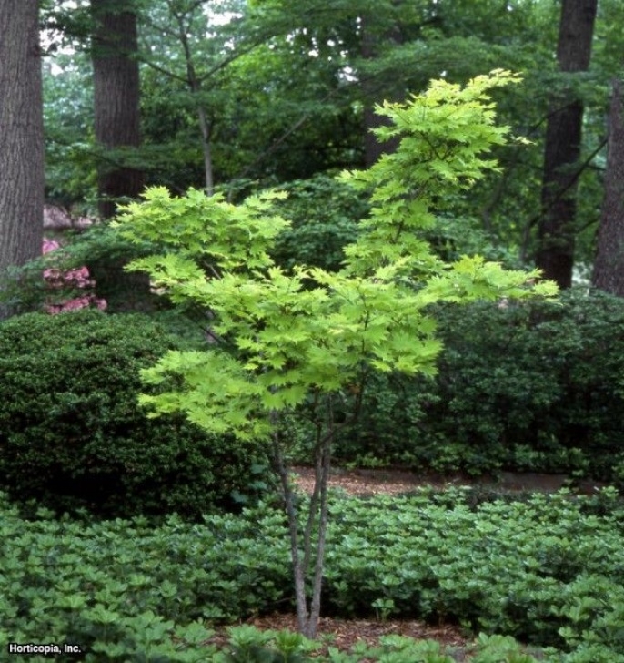 Trees For Small Gardens Fast Growing Fullmoon Maple Acer Shirasawanum Aureum Tags: Shade Plants Photo 033