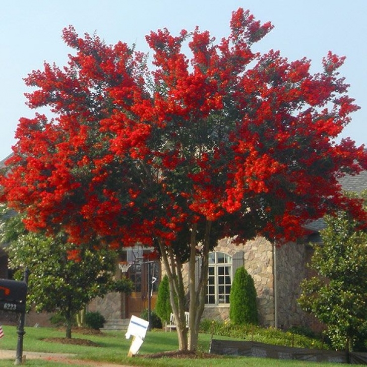 Trees For Small Gardens Fast Growing Mimosa Tree (With Images) | Small Ornamental Trees Image 320