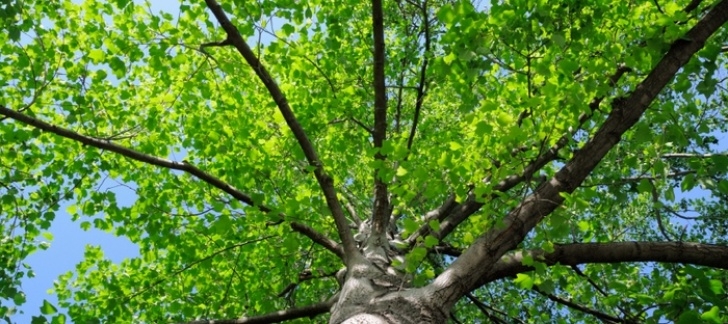 Trees For Small Gardens Fast Growing Need Some Shade? Here Are The Fast Growing Trees To Plant Picture 260