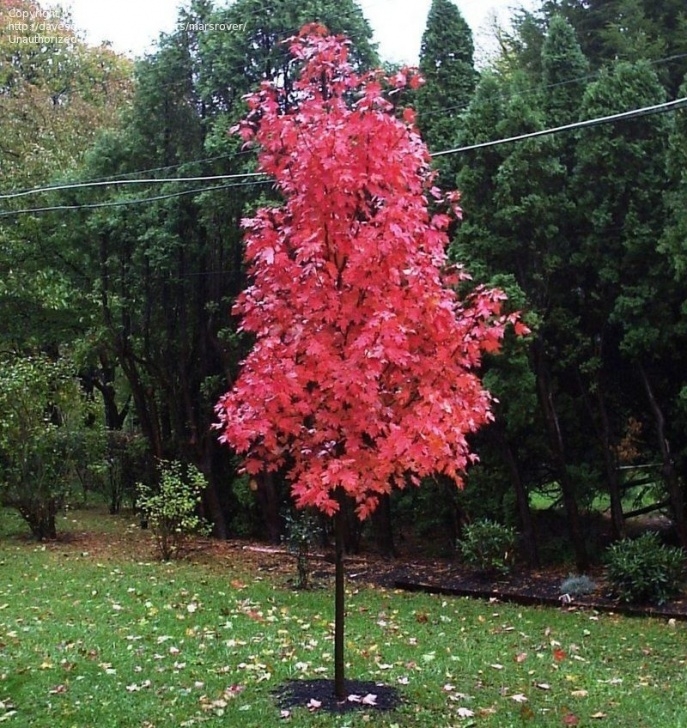 Trees For Small Gardens Fast Growing Top 10 Fastest Growing Shade Trees | Fast Growing Shade Photo 986