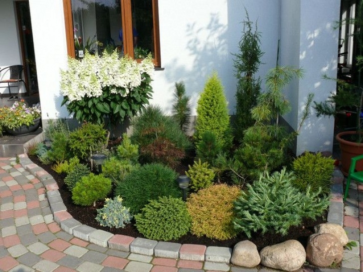 Trees For Small Spaces 278 Best Dwarf Conifers Images On Pinterest | Landscaping Picture 391