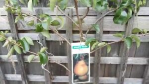 Trees For Small Spaces How To Grow Fruit Trees In A Small Space. - Youtube Photo 716