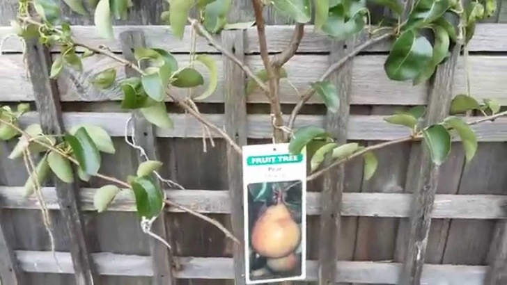Trees For Small Spaces How To Grow Fruit Trees In A Small Space. - Youtube Photo 716