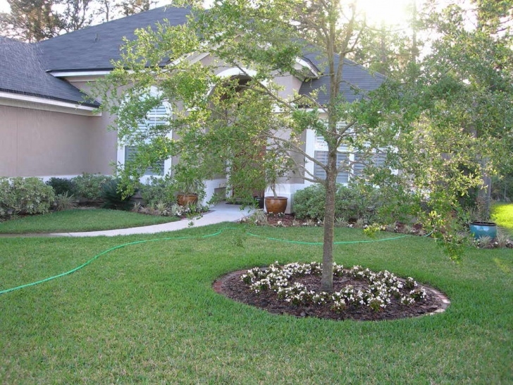 Trees For Small Spaces Low Impact Living Image 267