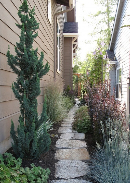 Trees For Small Spaces Narrow Trees For Tight Garden Spaces Photo 362