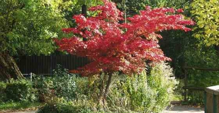 Trees For Small Spaces Small Trees For Landscaping Backyard, Front Yard, Small Spaces Image 761