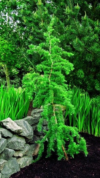 Trees For Small Spaces Trees For Tight Spaces - Finegardening Image 336