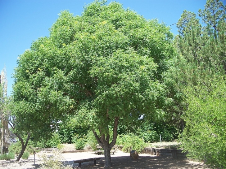 Trees For Small Spaces Trees That Please Nursery: Shade Trees For Small Spaces Picture 169