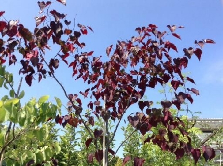 Trees Suitable For Small Gardens Cercis Canadensis Aka Forest Pansy - A Compact Tree Image 267
