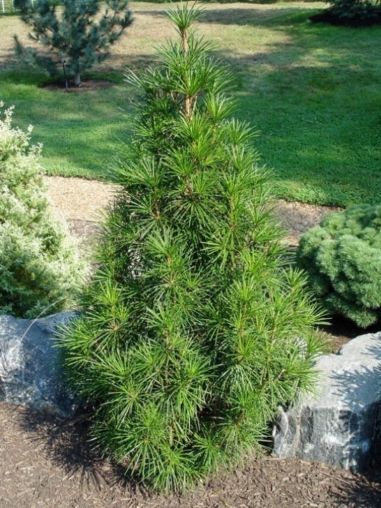 Trees Suitable For Small Gardens Five Trees Suitable For Small Spaces | Evergreen Landscape Photo 890