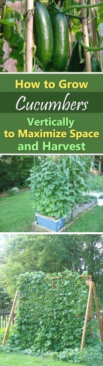 Trees Suitable For Small Gardens Growing Cucumbers Vertically In Small Gardens & Containers Picture 091