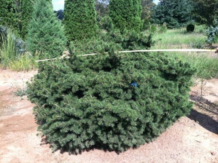 Trees Suitable For Small Gardens Picea Abies Maxwelli: Deer Resistant A Very Small Norway Photo 358