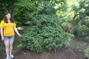 Trees Suitable For Small Gardens Picea Abies Maxwelli: Deer Resistant A Very Small Norway Photo 452