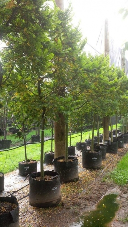 Trees Suitable For Small Gardens Pin On Garden - Plants - Trees - Small Picture 361