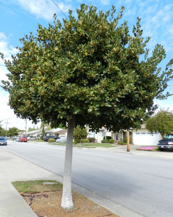 Trees Suitable For Small Gardens Small Evergreen Trees- Laurus Nobilis 'Saratoga Picture 269