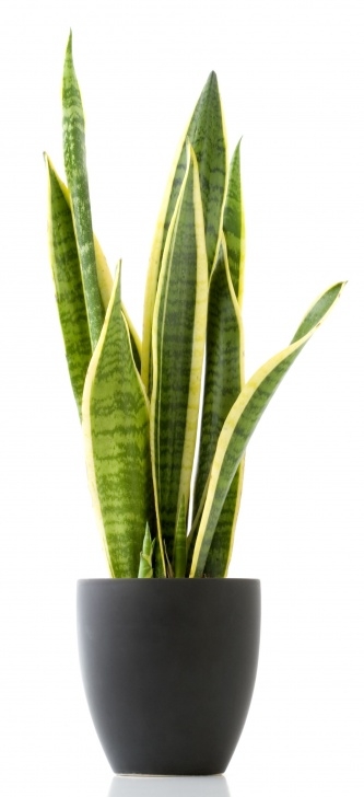 Tropical Low Light Plants 10 Low Light House Plants | Common House Plants, Indoor Image 105