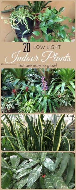 Tropical Low Light Plants 15 Best Low Light Indoor Plants | Fish Pond | Pinterest Image 555